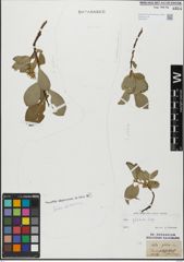 Foto von Salix glabra Scop.